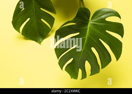 Monstera Plant Stock Photo