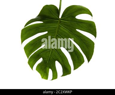 Monstera Plant, isolated leaf on white background Stock Photo