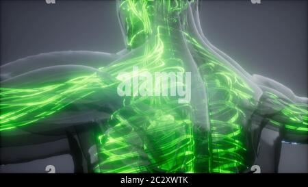 Blood Vessels of Human Body Stock Photo