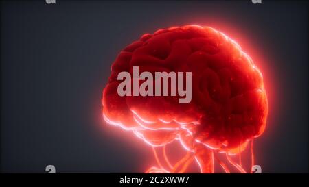 animated model of human brain Stock Photo - Alamy