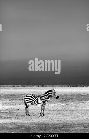 African Wild Zebra, Kenya, Amboseli national park, black and white photo, safari travel Stock Photo