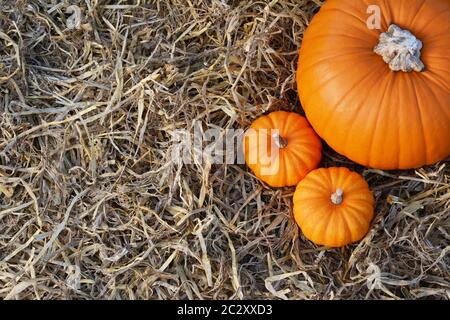 Two small Jack Be Little pumpkins with large orange pumpkin on straw with copy space Stock Photo