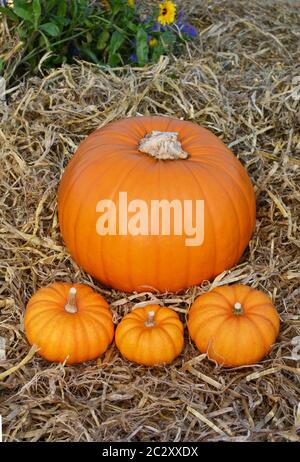 Three orange mini pumpkins in front of fall pumpkin on straw in a flower garden Stock Photo