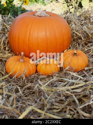 Three mini Jack Be Little pumpkins in front of large pumpkin in a garden - copy space on straw Stock Photo