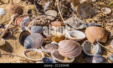 Open shells of mussels lie on the sand with twigs Stock Photo