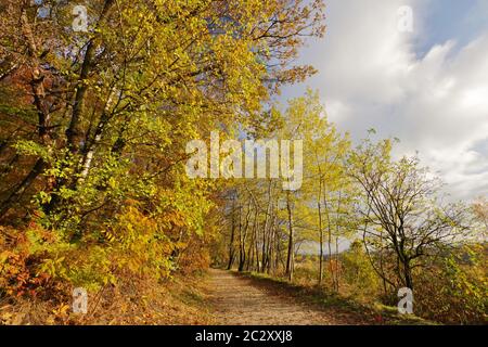 Golden Autumn in Nature Reservat Senne, Oerlinghausen, Eastwestphalia-Lippe, North Rhine-Westphalia , Germany, West Europe Stock Photo