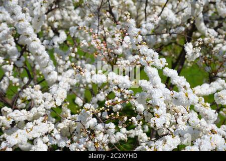 Alba Plena. Prunus glandulosa, called Chinese bush cherry, Chinese plum, and dwarf flowering almond.  Blossom on ornamental shrub. Selective focus Stock Photo