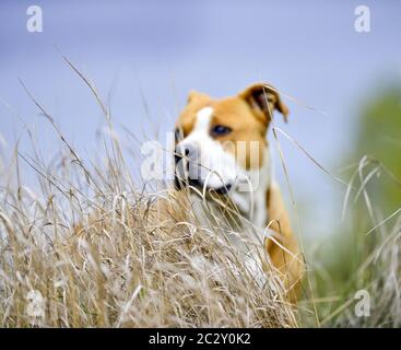 American Staffordshire Terrier pictured in nature image Stock Photo