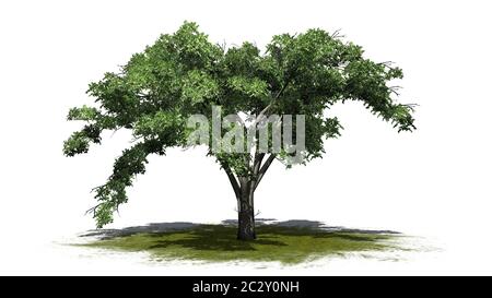 Paraplu boompje Clearance