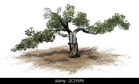 Honey Tree on a sand area Stock Photo