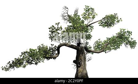 Honey Tree Stock Photo