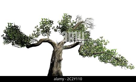 Honey Tree Stock Photo