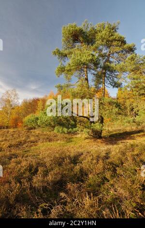 Autumn in Nature Reservat Senne, Oerlinghausen, Eastwestphalia-Lippe, North Rhine-Westphalia , Germany, West Europe Stock Photo