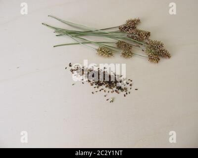 Edible ribwort plantain seeds and flower stalks Stock Photo