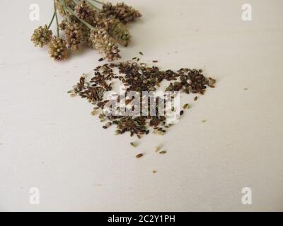 Edible ribwort plantain seeds and flower stalks Stock Photo