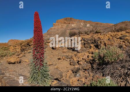 Mount Teide bugloss (Echium wildpretii), blooming with volcanic rocks landscape and blue sky Stock Photo