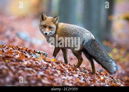 Red fox with puffy tail looking behind over shoulder in autumnal forest ...