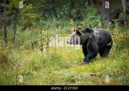 Female of brown bear, ursus arctos, observing the forest cover on the clearing and looking to the left of the camera. She-bear standing on the grassy Stock Photo