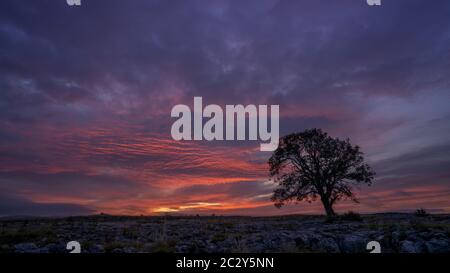 Sunset over Ash Tree growing on Limestone pavement Stock Photo