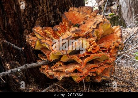 Chicken-of-the-Woods (Laetiporus spec, likely L. cincinnatus or L. conifericola) Stock Photo