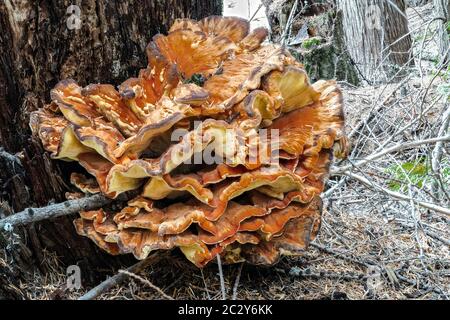 Chicken-of-the-Woods (Laetiporus spec, likely L. cincinnatus or L. conifericola) Stock Photo