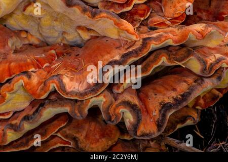 Chicken-of-the-Woods (Laetiporus spec, likely L. cincinnatus or L. conifericola) Stock Photo