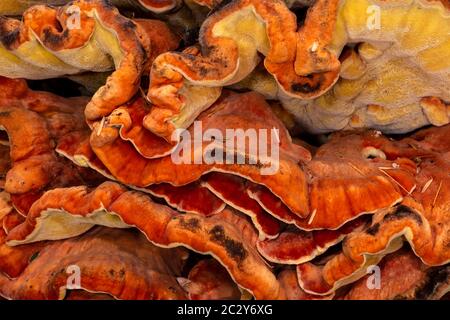 Chicken-of-the-Woods (Laetiporus spec, likely L. cincinnatus or L. conifericola) Stock Photo