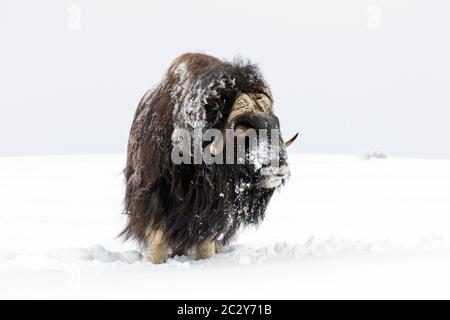 Muskox bull (Ovibos moschatus) portrait of male covered in snow on the tundra in winter, Dovrefjell–Sunndalsfjella National Park, Norway Stock Photo