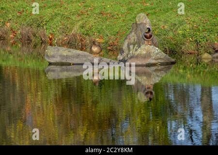 Mallards (Anas platyrhynchos) sleeping in the sun Stock Photo