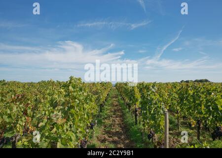 Grapes in the vineyard in the south of France in the Provence Stock Photo