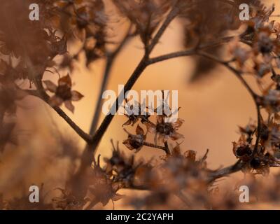 Closeup of autumn seeds and stems with a dreamy blurred background Stock Photo