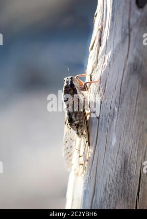 a closeup of a cicada on a wooden post Stock Photo