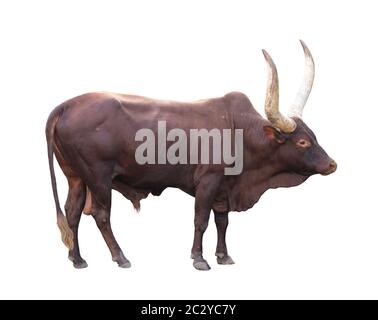 male ankole watusi isolated on white background Stock Photo