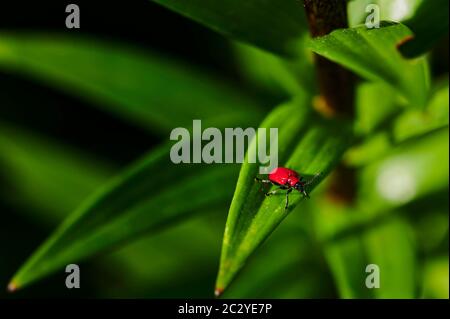 Macro shot of a red lily beetle (Lilioceris lilii) on a leaf. Stock Photo