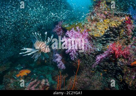 Common Lionfish [Pterois volitans] hunting cardinalfish over coral reef with soft corals.  Andaman Sea, Thailand. Stock Photo