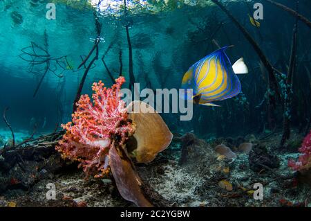 Blue-ringed angelfish [Pomacanthus annularis] swimming past soft coral in mangrove.  Raja Ampat, West Papua, Indonesia. Stock Photo