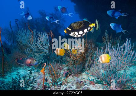 Clown triggerfish (Balistoides conspicillum), Klein's butterflyfish [Chaetodon kleinii] and Redtooth triggerfish [Odonis niger]. Maldives. Stock Photo