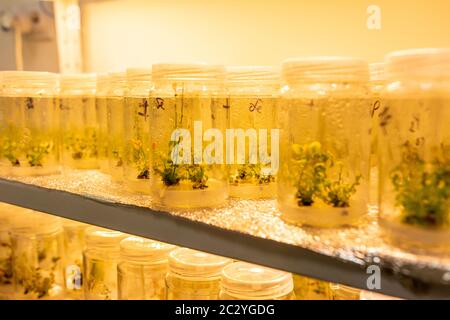 Growing blueberry plants in sterile conditions by in vitro technology. Micropropagation of flowers and trees in the laboratory under artificial Stock Photo