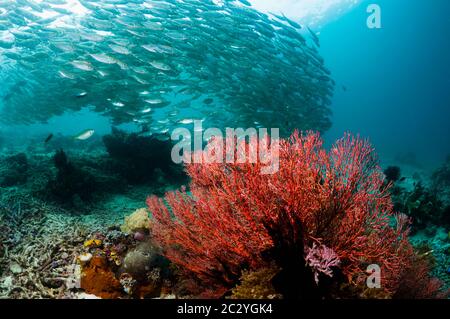 Bigeye scad (Selar crunenophthalmus) school over coral reef.  Misool, Raja Ampat, West Papua, Indonesia. Stock Photo