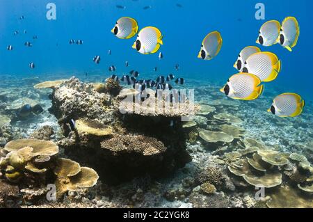 Black pyramid butterflyfish (Hemitaurichthys zoster) over table coral on shallow reef top.  Maldives.