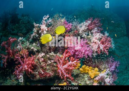 Coral reef scenery with Latticed butterflyfish (Chaetodon rafflesi) swimming over soft corals.  Andaman Sea, Thailand. Stock Photo