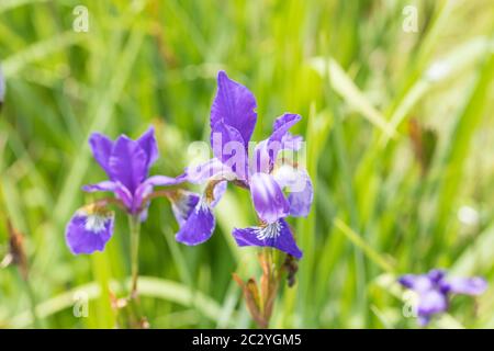 blooming irises in the garden Stock Photo