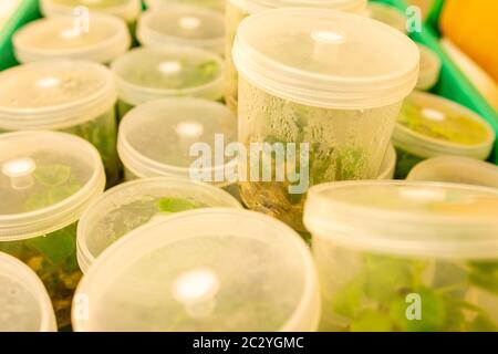 Growing blueberry plants in sterile conditions by in vitro technology. Micropropagation of flowers and trees in the laboratory under artificial Stock Photo