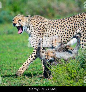 Cheetah (Acinonyx jubatus) with cubs, Ngorongoro Conservation Area, Tanzania, Africa