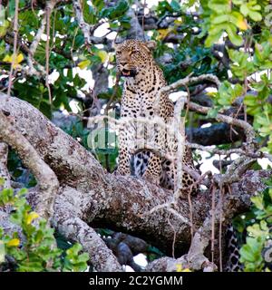 Leopard (Panthera pardus) sitting on branch, Serengeti National Park, Tanzania, Africa Stock Photo