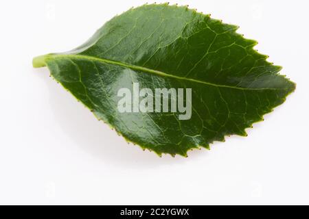 Green tea leaf isolated on white background Stock Photo