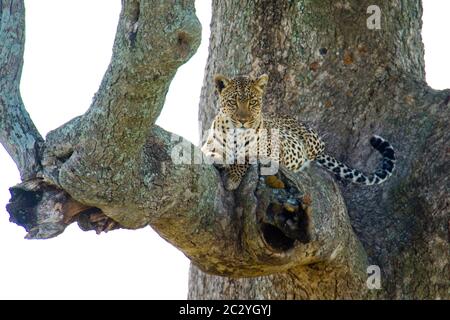 Leopard (Panthera pardus) lying on branch, Serengeti National Park, Tanzania, Africa Stock Photo