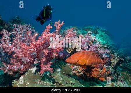 Coral hind (Cephalopholus miniata) over coral reef with soft corals and a male scuba diver in background.  Egypt, Red Sea. Stock Photo