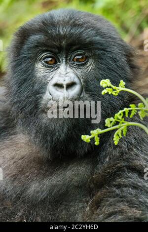 Close up portrait of young mountain gorilla (Gorilla beringei beringei), Rwanda, Africa Stock Photo