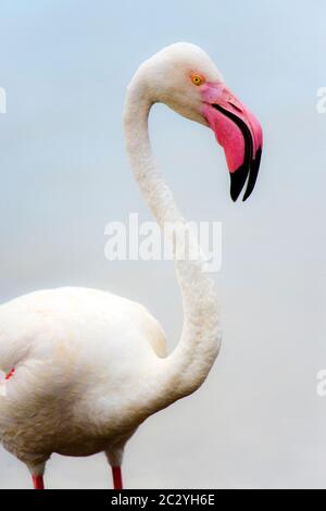 Close up portrait of greater flamingo (Phoenicopterus roseus), Ngorongoro Conservation Area, Tanzania, Africa Stock Photo